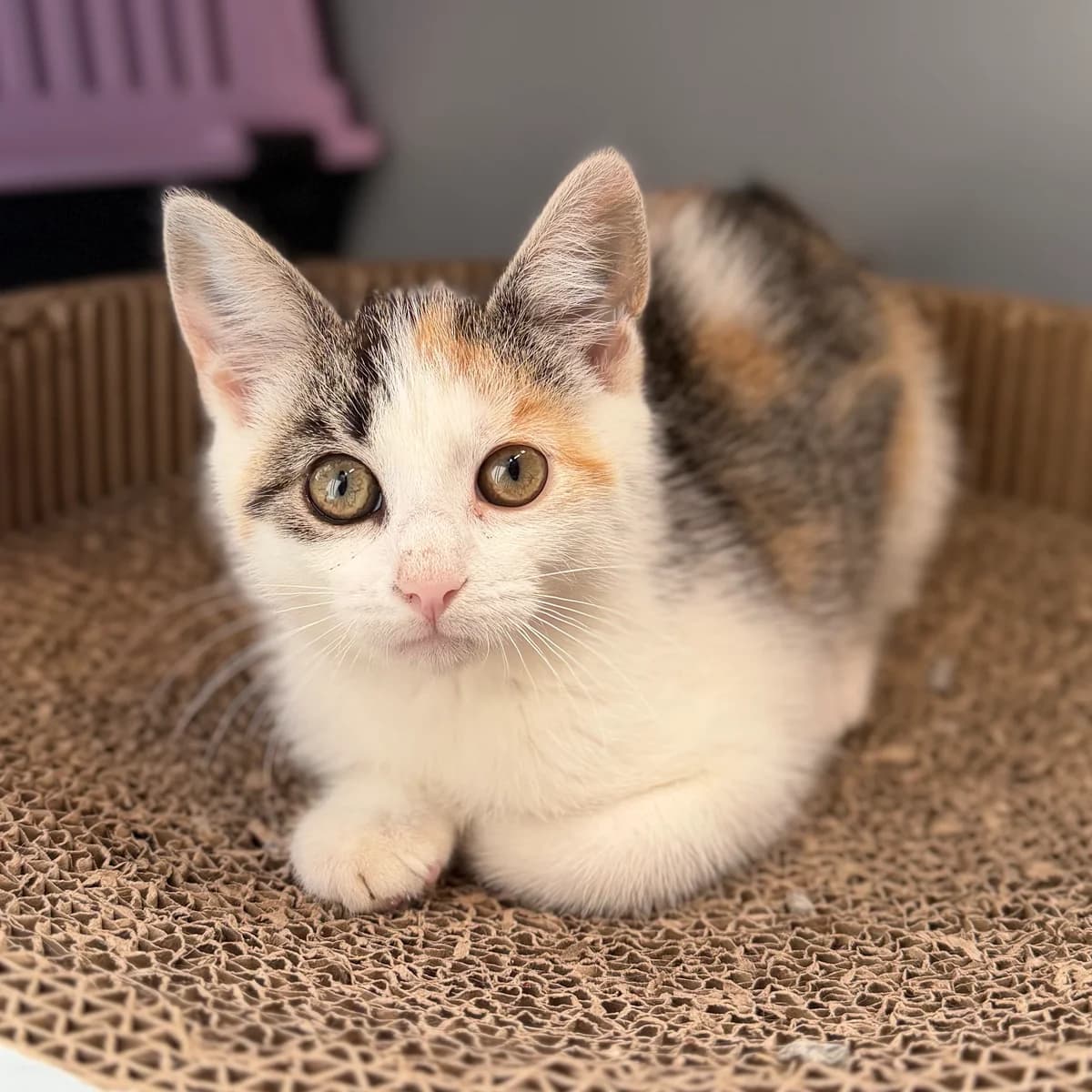 Adoptiepagina, rood female puppy European Shorthair for adoption at ROZE Eindhoven