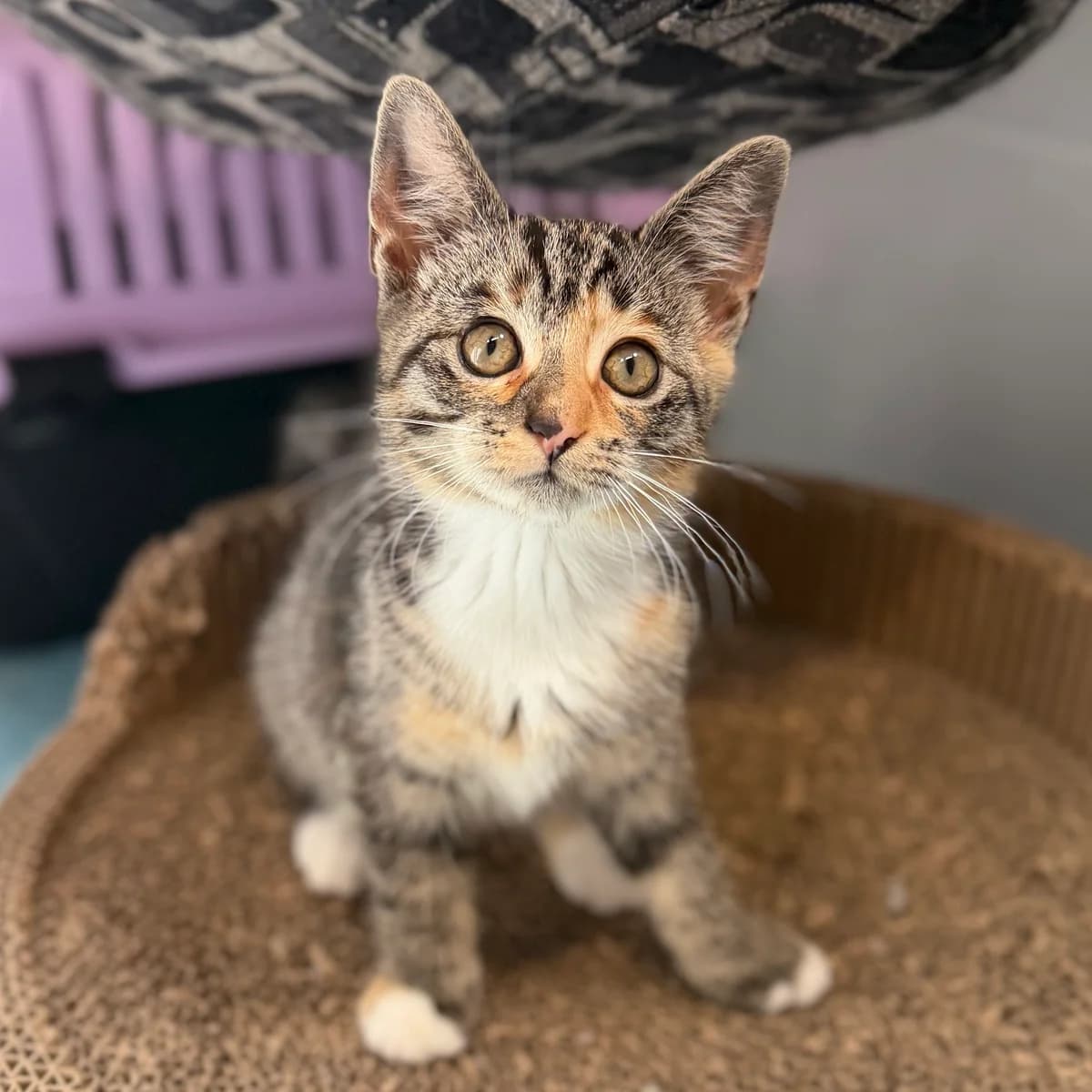 Adoptiepagina, rood female puppy European Shorthair for adoption at ROZE Eindhoven