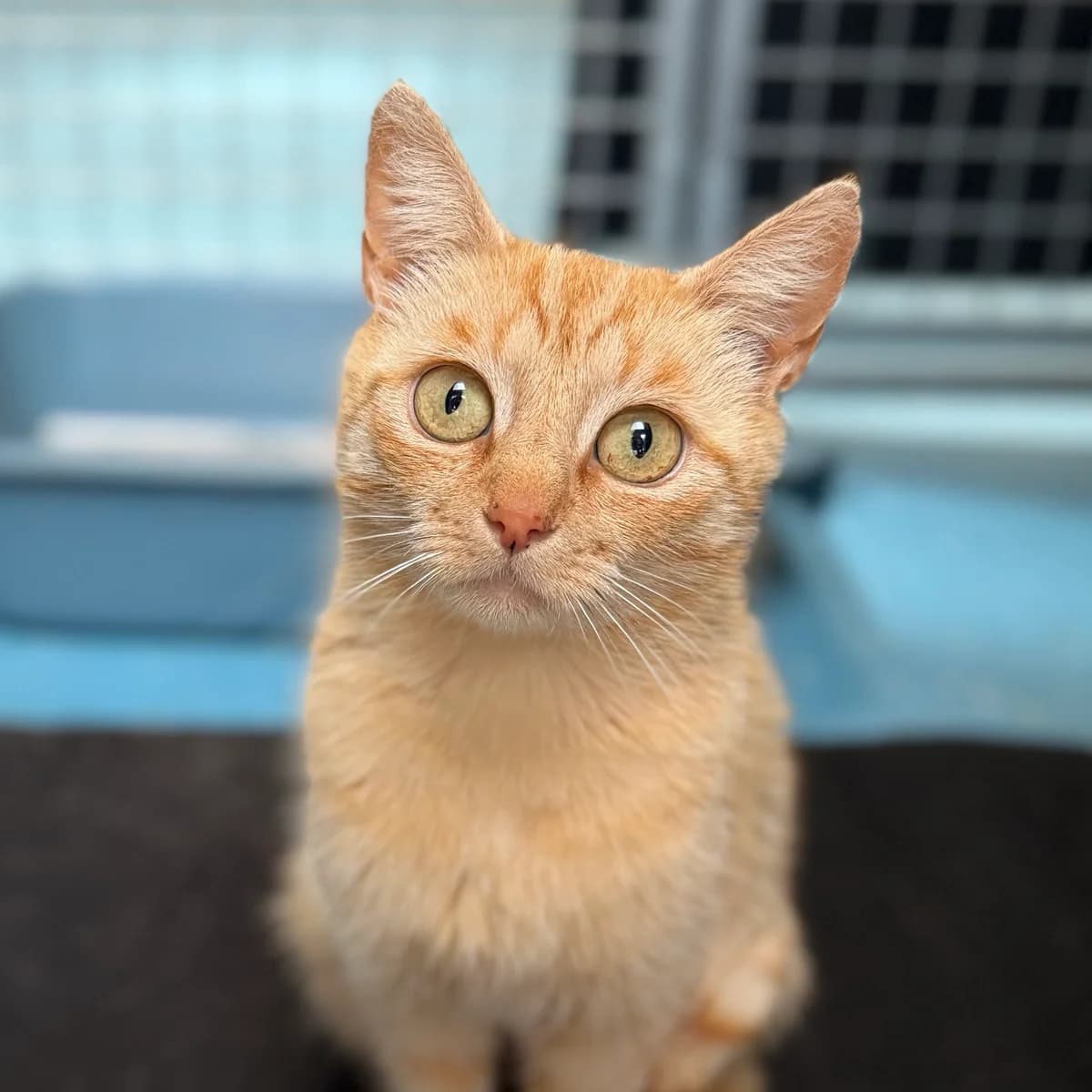 Adoptiepagina, female young mixed breed for adoption at ROZE Eindhoven