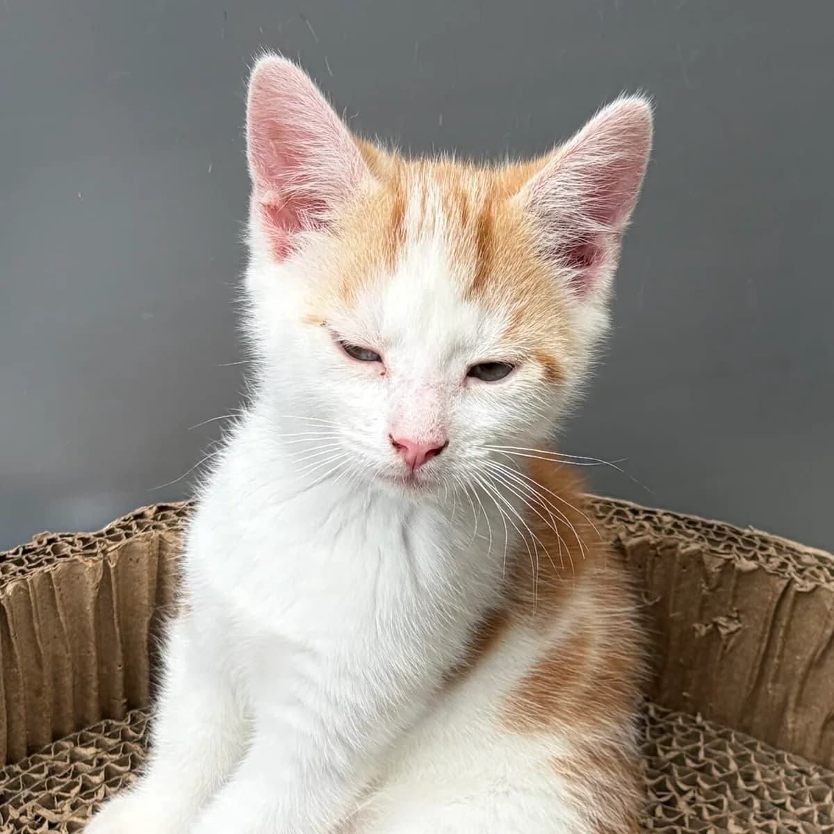 Adoptiepagina, European Shorthair (ROZE Eindhoven)