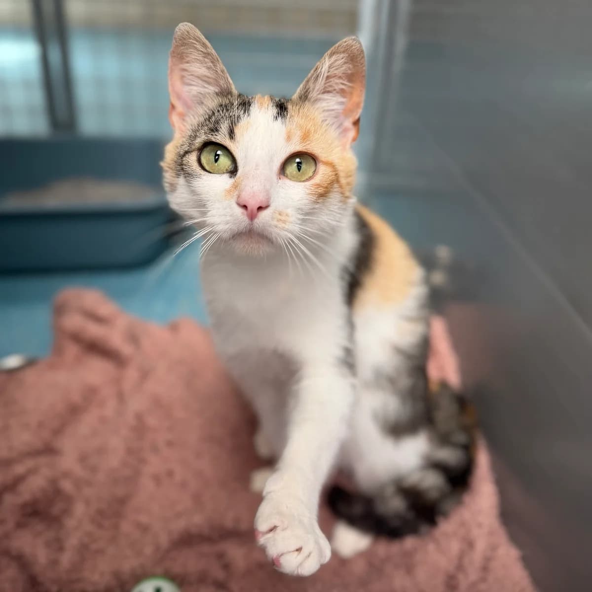 Adoptiepagina, rood female young mixed breed for adoption at ROZE Eindhoven