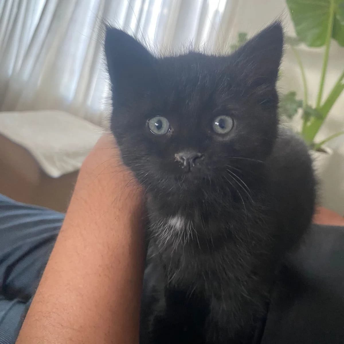 Adoptiepagina, zwart male puppy European Shorthair for adoption at ROZE Eindhoven
