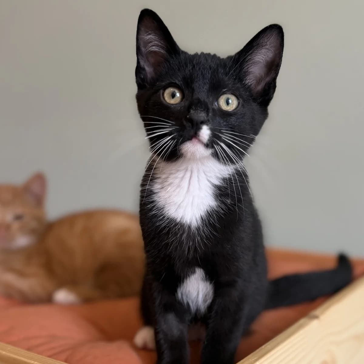 Adoptiepagina, male puppy European Shorthair for adoption at ROZE Eindhoven
