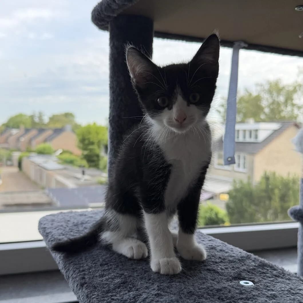 Adoptiepagina, European Shorthair (ROZE Eindhoven)