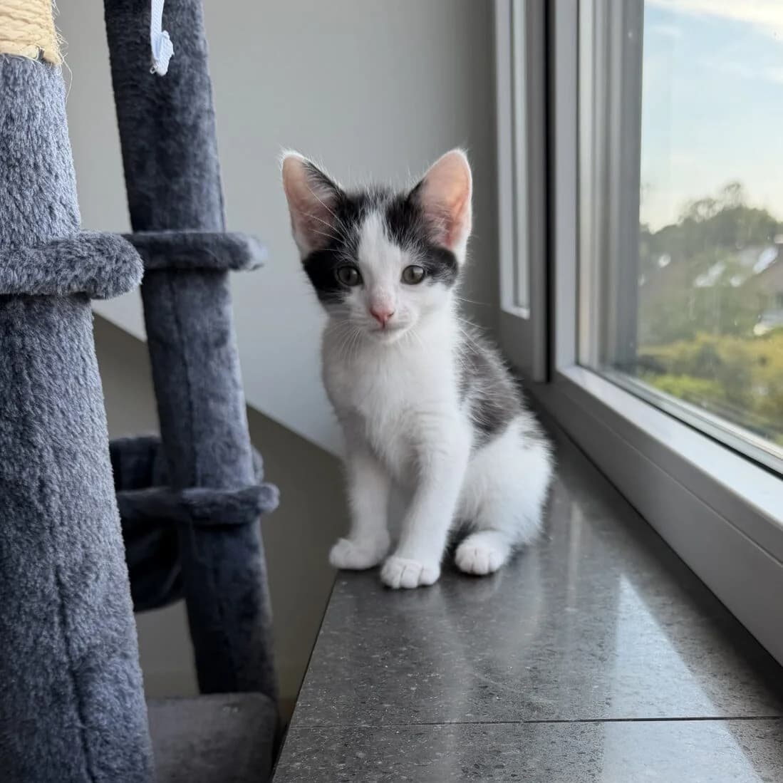 Adoptiepagina, European Shorthair (ROZE Eindhoven)