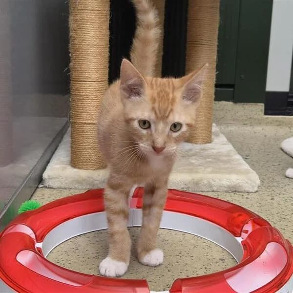 Adoptiepagina, European Shorthair (ROZE Eindhoven)