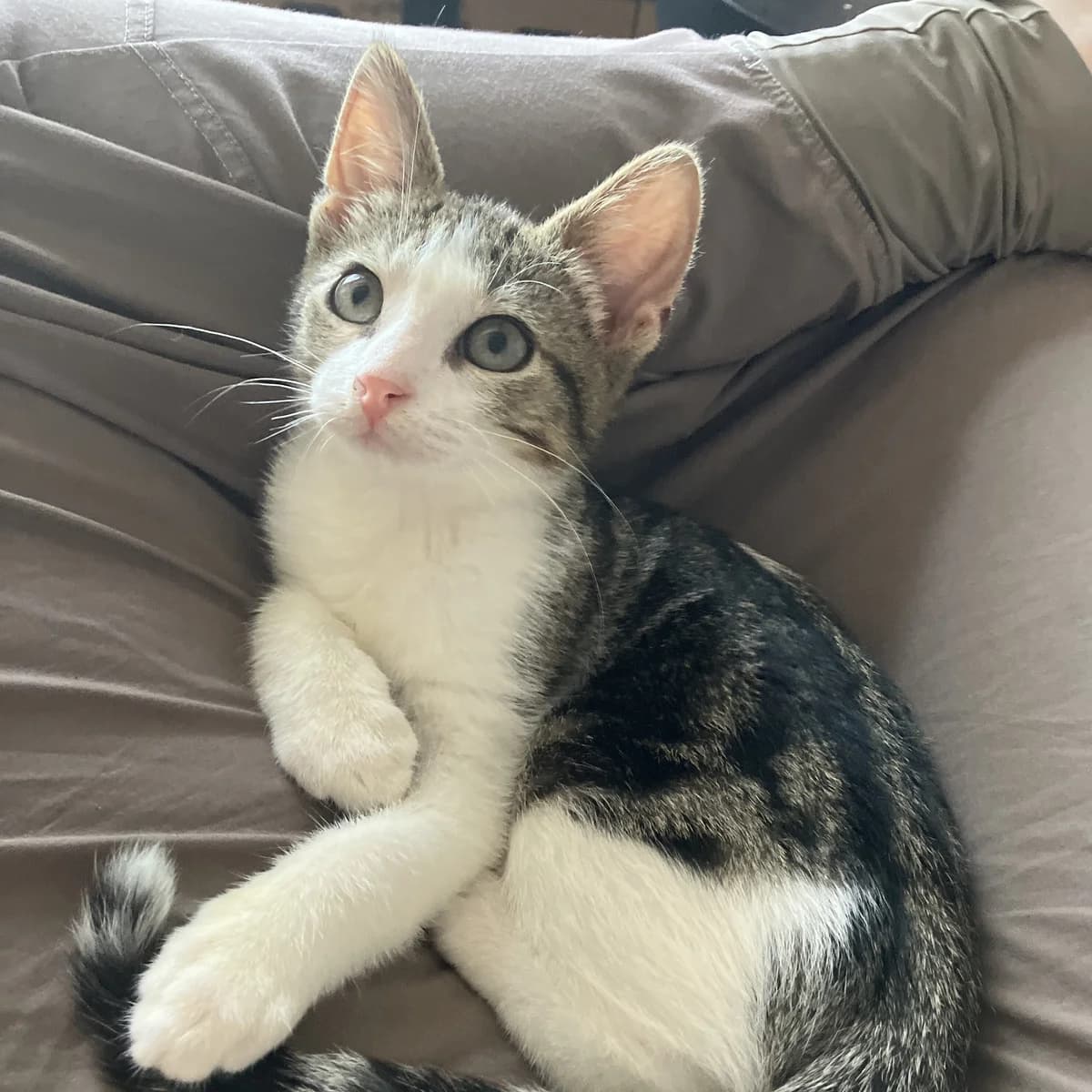 Adoptiepagina, European Shorthair (ROZE Eindhoven)