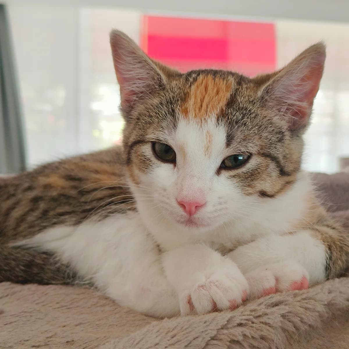 Adoptiepagina, female puppy European Shorthair for adoption at ROZE Eindhoven
