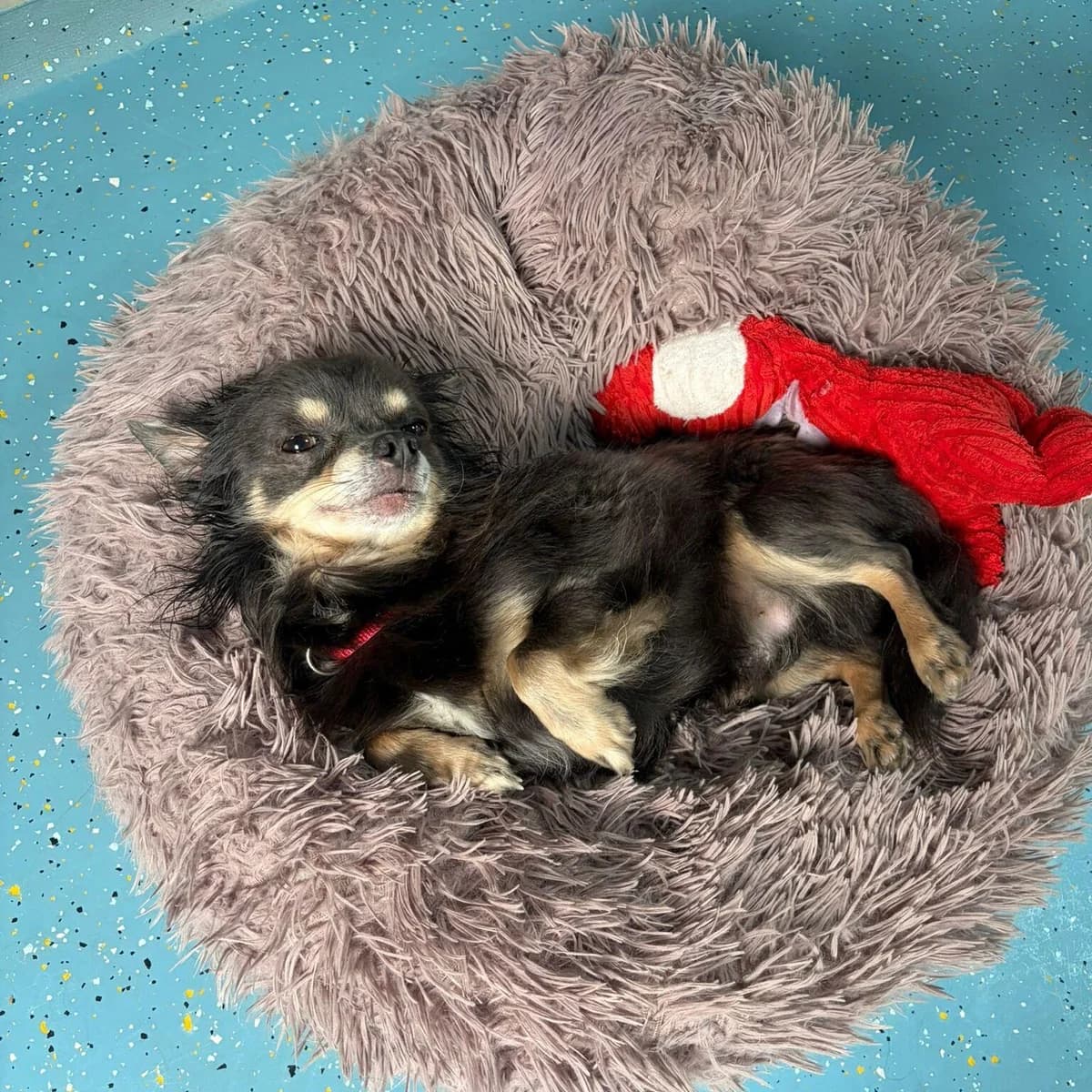 Adoptiepagina, male senior Chihuahua for adoption at ROZE Eindhoven