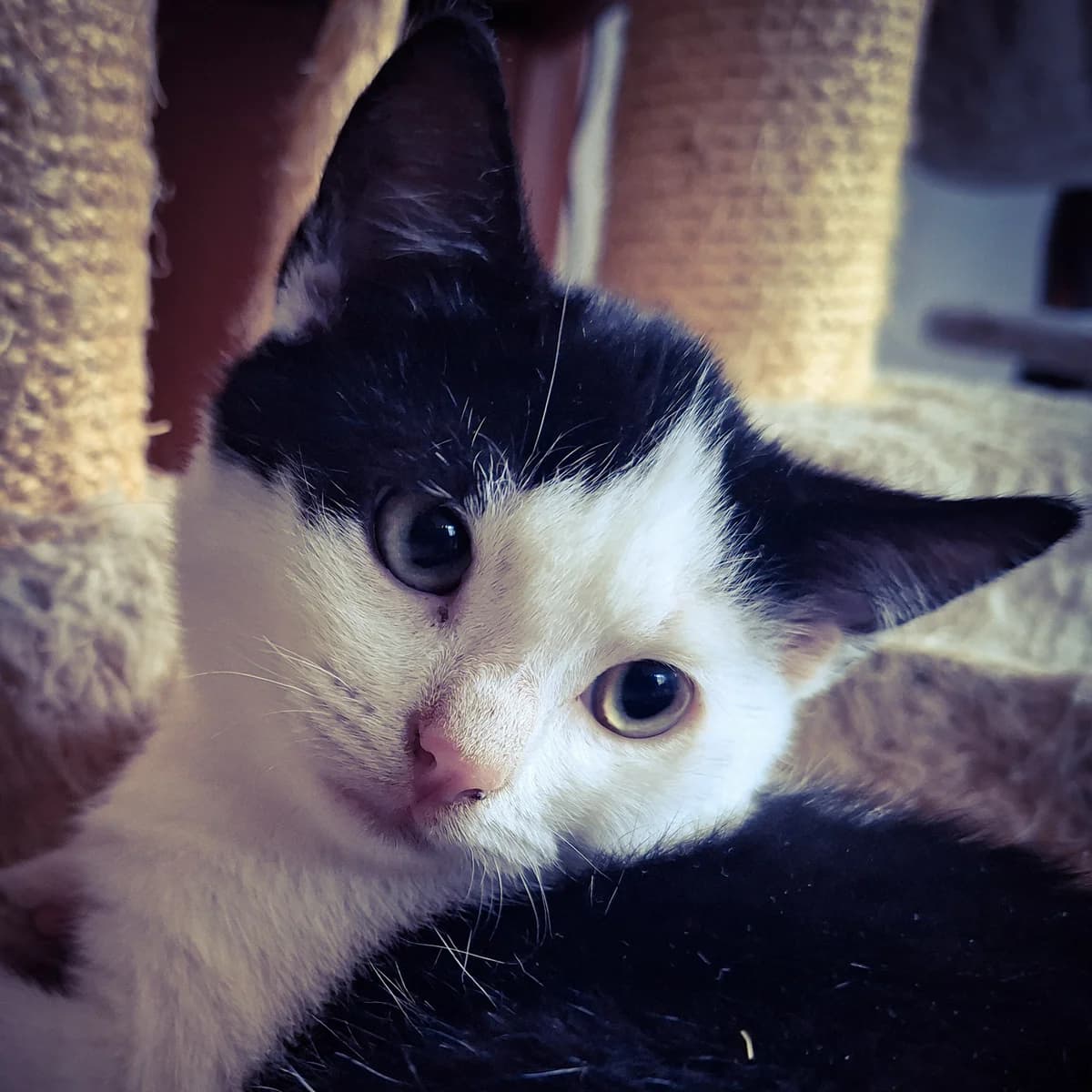 Adoptiepagina, male puppy European Shorthair for adoption at ROZE Eindhoven