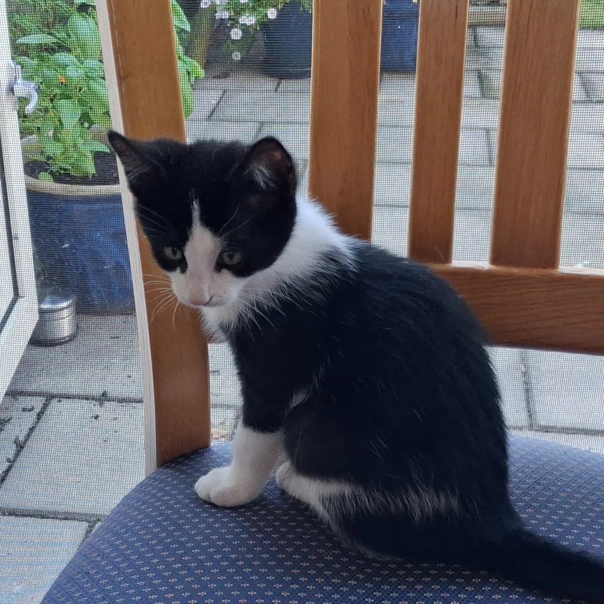 Adoptiepagina, European Shorthair (ROZE Eindhoven)