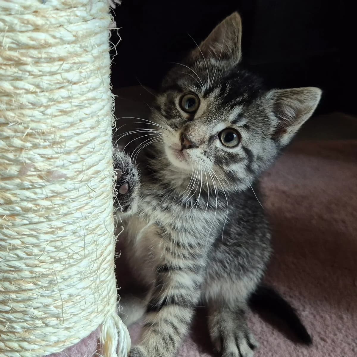 Adoptiepagina, European Shorthair (ROZE Eindhoven)