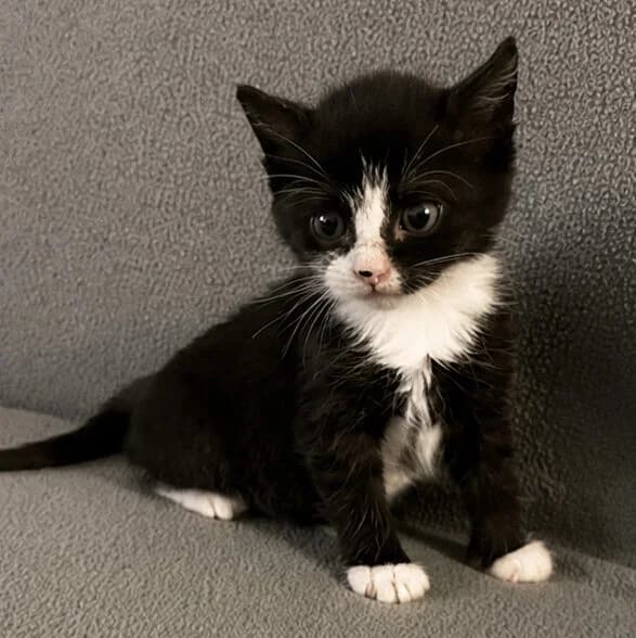 Adoptiepagina, female puppy European Shorthair for adoption at ROZE Eindhoven