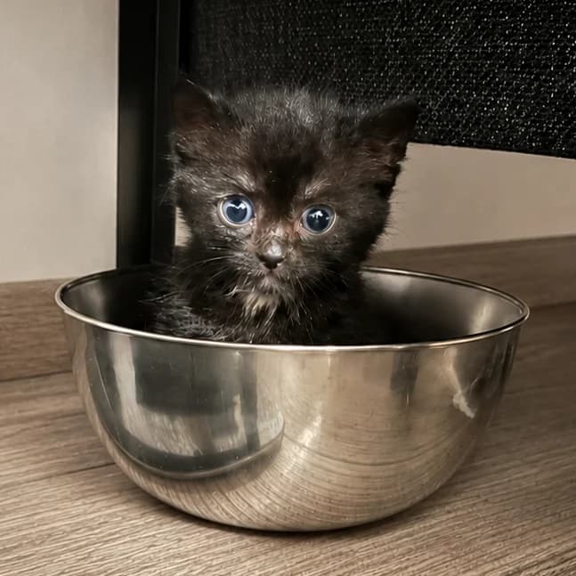 Adoptiepagina, female puppy European Shorthair for adoption at ROZE Eindhoven