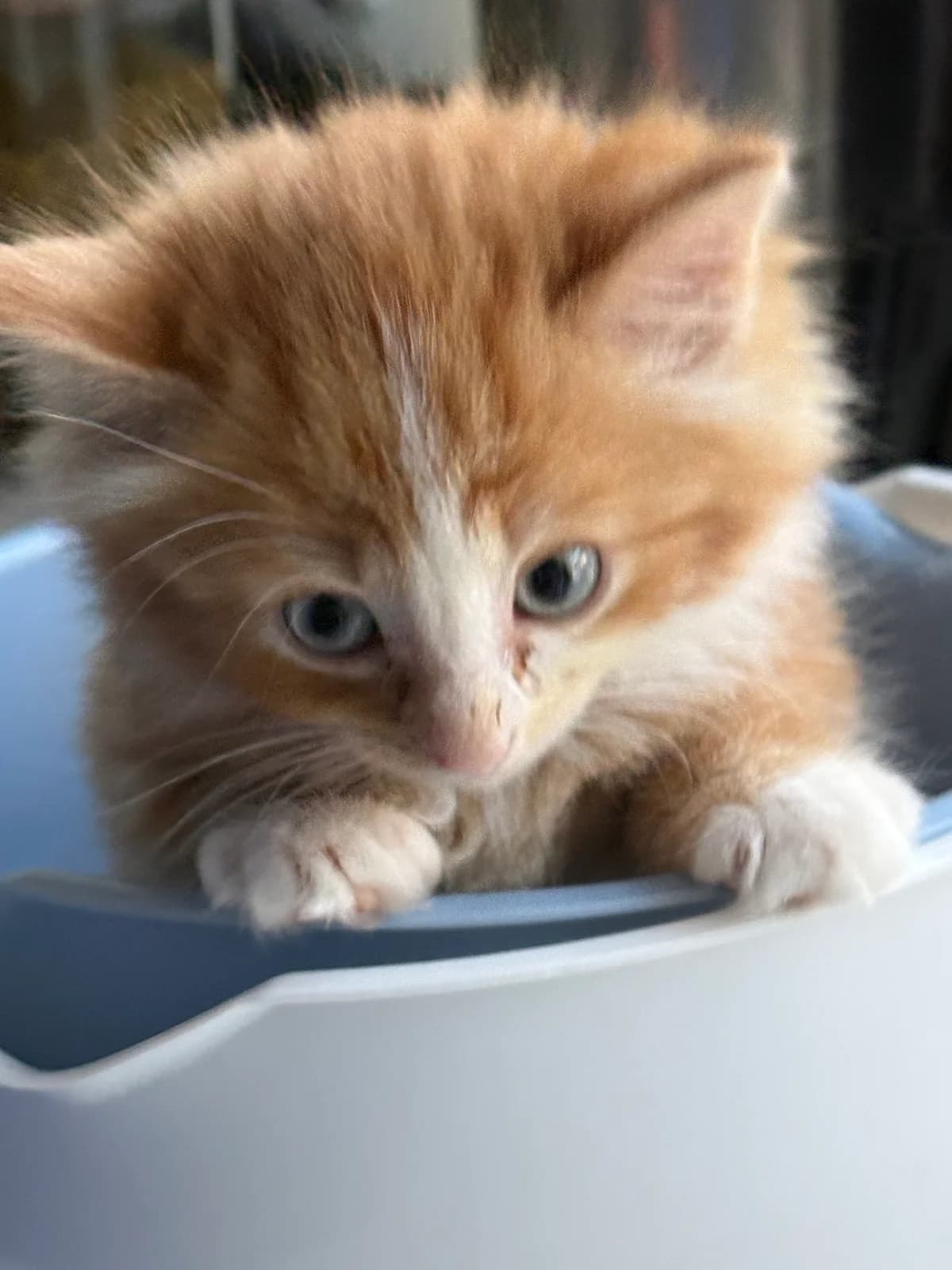 Adoptiepagina, male puppy European Shorthair for adoption at ROZE Eindhoven