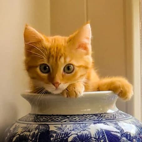 Adoptiepagina, European Shorthair (ROZE Eindhoven)