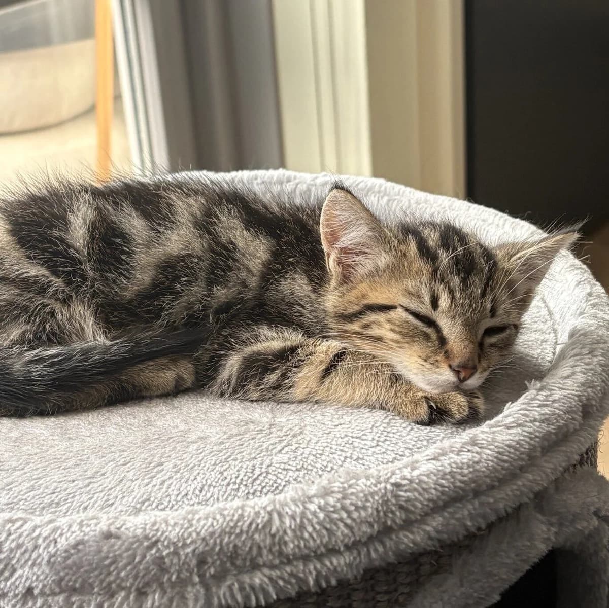 Adoptiepagina, male puppy European Shorthair for adoption at ROZE Eindhoven