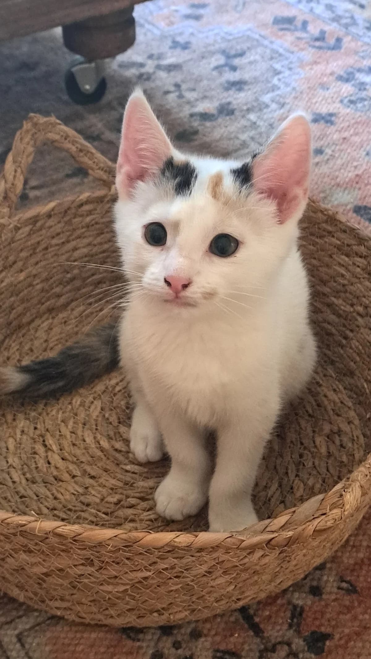 Adoptiepagina, European Shorthair (ROZE Eindhoven)