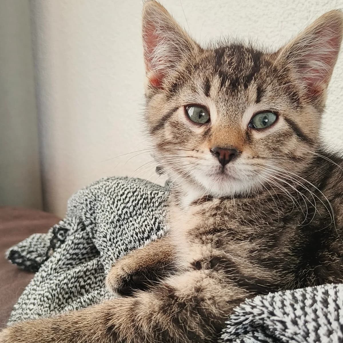 Adoptiepagina, male puppy European Shorthair for adoption at ROZE Eindhoven