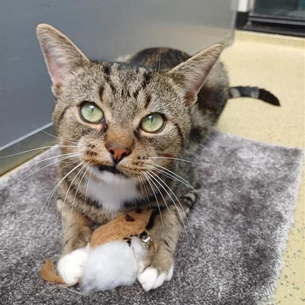 Adoptiepagina, male 3yo mixed breed for adoption at ROZE Eindhoven