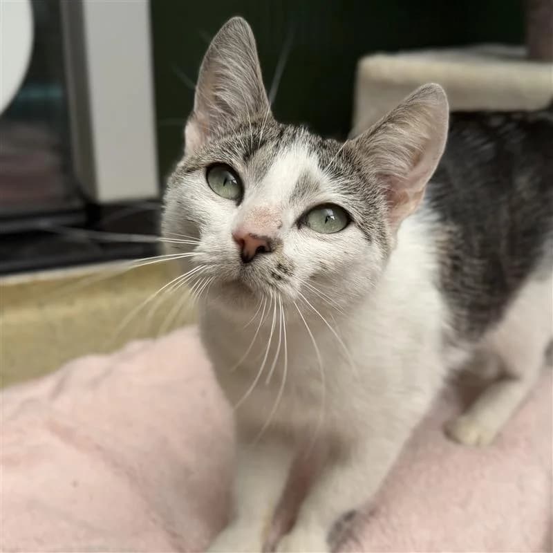 Adoptiepagina,  (ROZE Eindhoven)