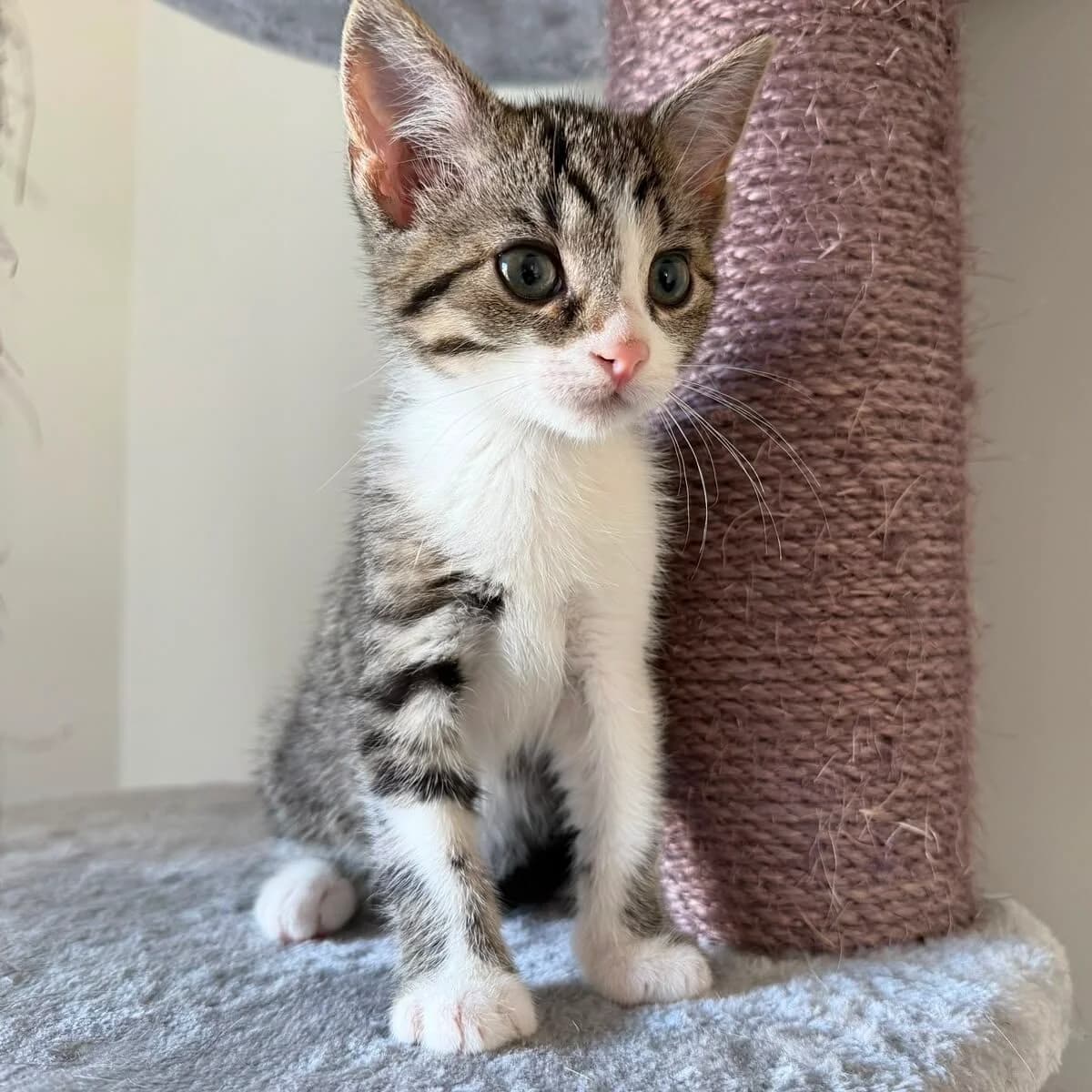 Adoptiepagina, European Shorthair (ROZE Eindhoven)