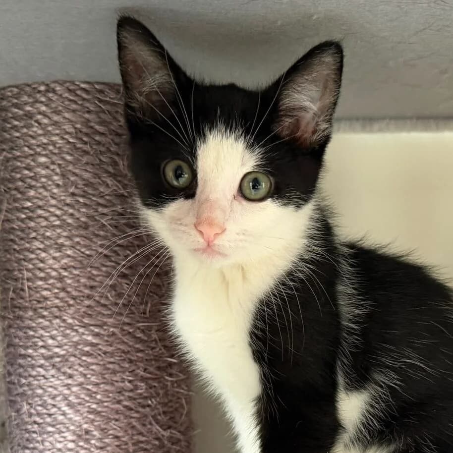 Adoptiepagina, male puppy European Shorthair for adoption at ROZE Eindhoven