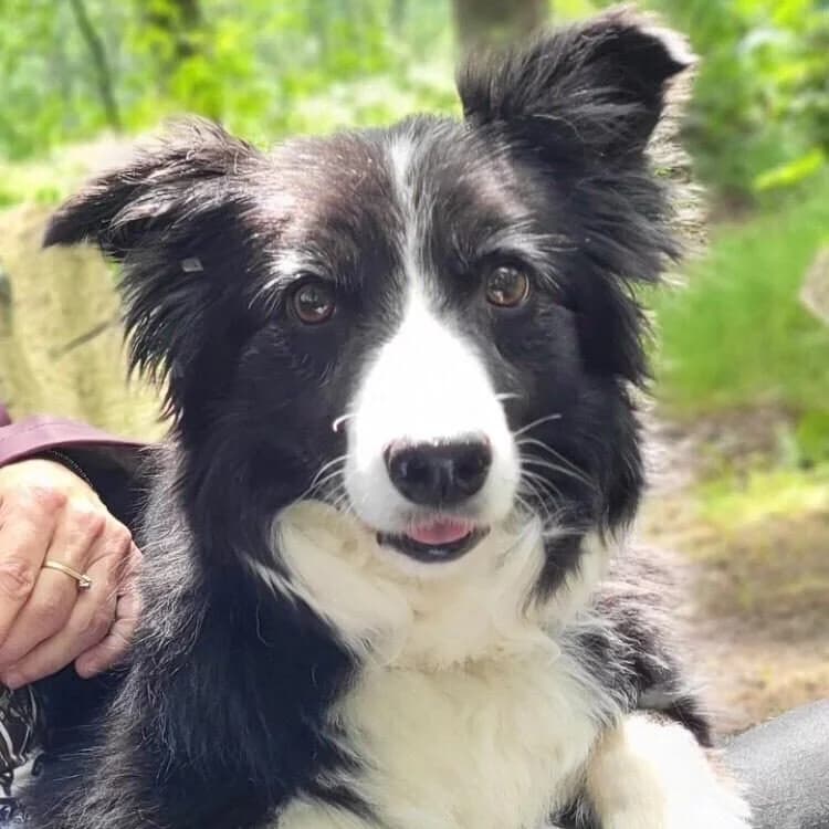 Adoptiepagina, female senior Mixed Breed for adoption at ROZE Eindhoven
