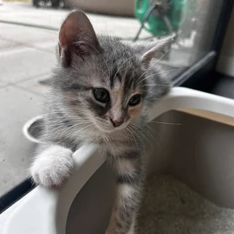 Adoptiepagina, female puppy European Shorthair for adoption at ROZE Eindhoven