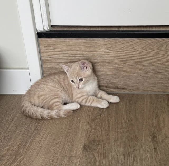 Adoptiepagina, male puppy European Shorthair for adoption at ROZE Eindhoven