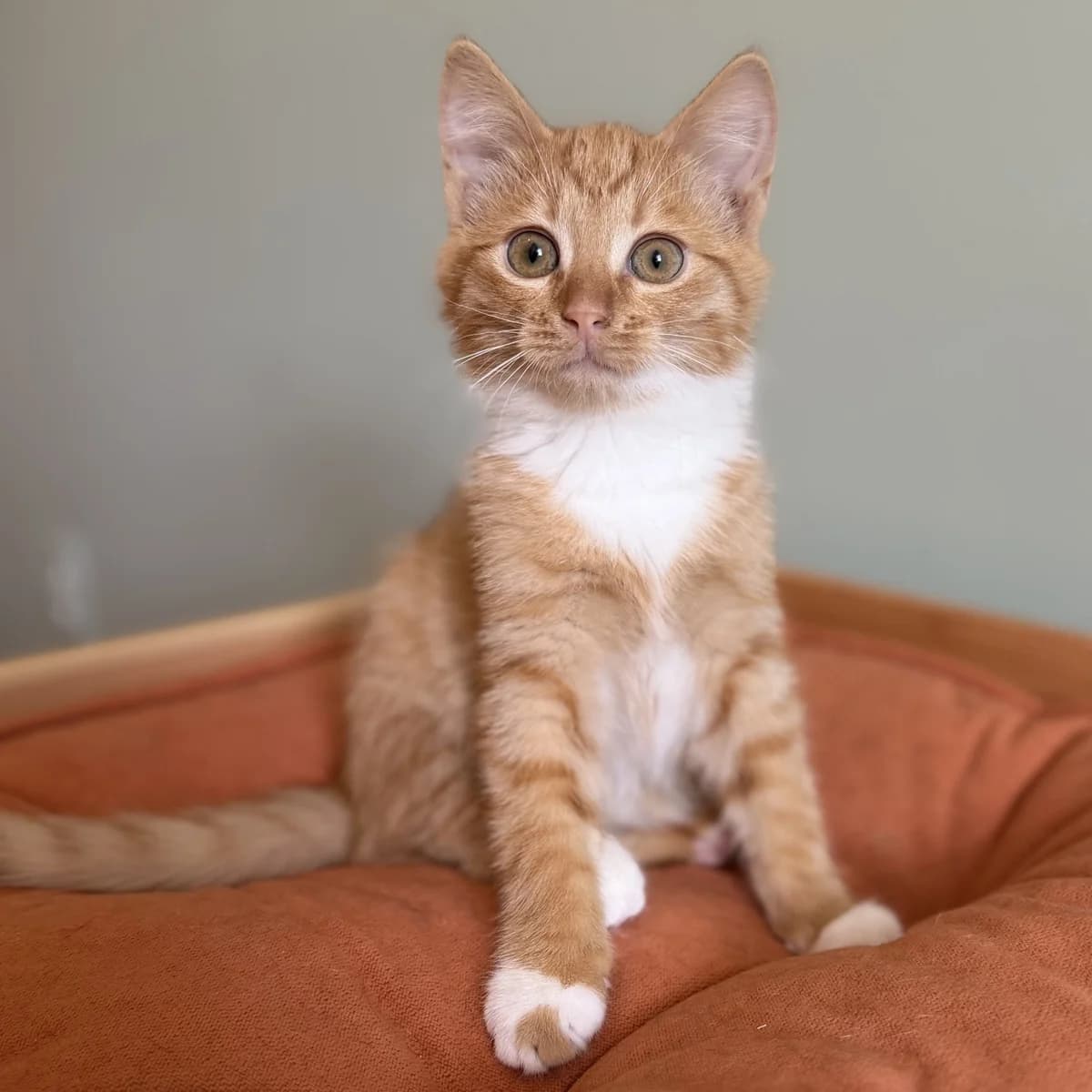 Adoptiepagina, male puppy European Shorthair for adoption at ROZE Eindhoven