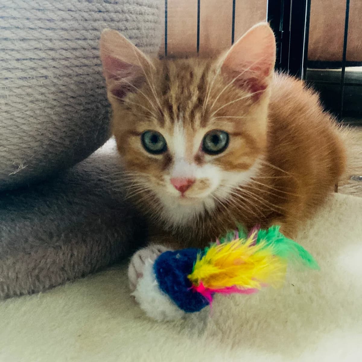 Adoptiepagina, European Shorthair (ROZE Eindhoven)