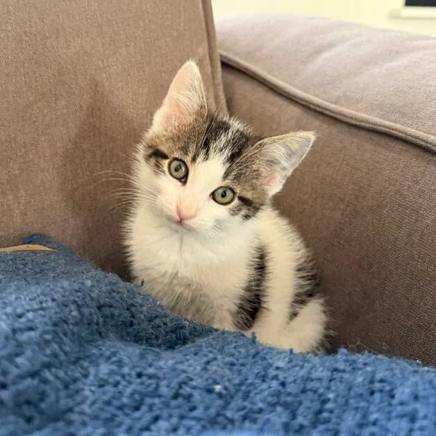 Adoptiepagina, European Shorthair (ROZE Eindhoven)