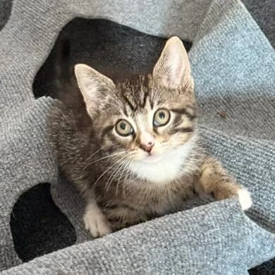 Adoptiepagina, European Shorthair (ROZE Eindhoven)