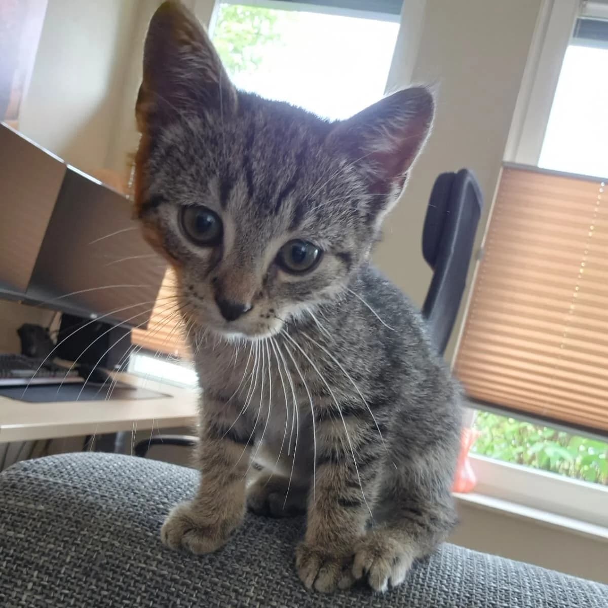 Adoptiepagina, male puppy European Shorthair for adoption at ROZE Eindhoven
