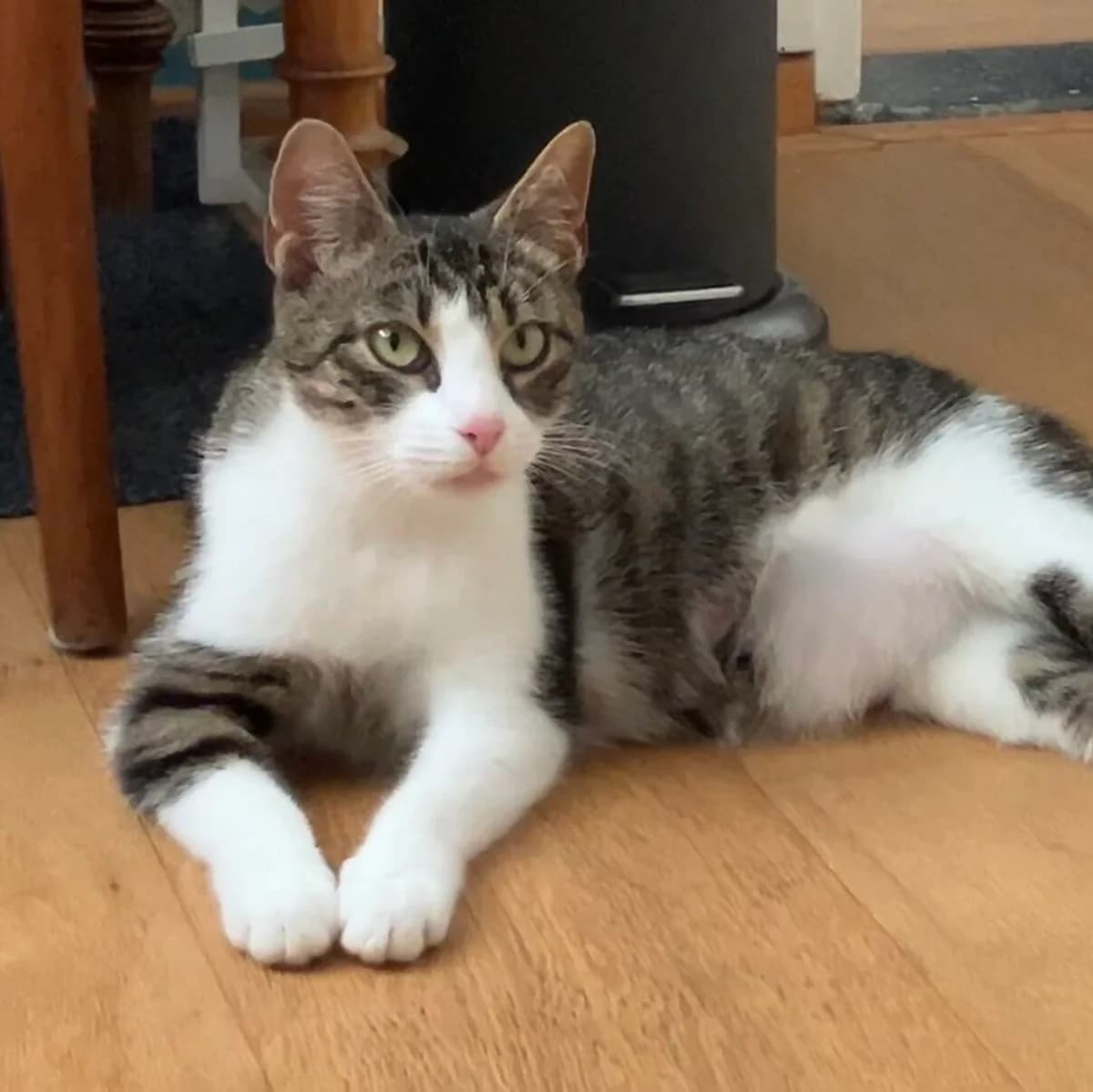 Adoptiepagina,  (ROZE Eindhoven)