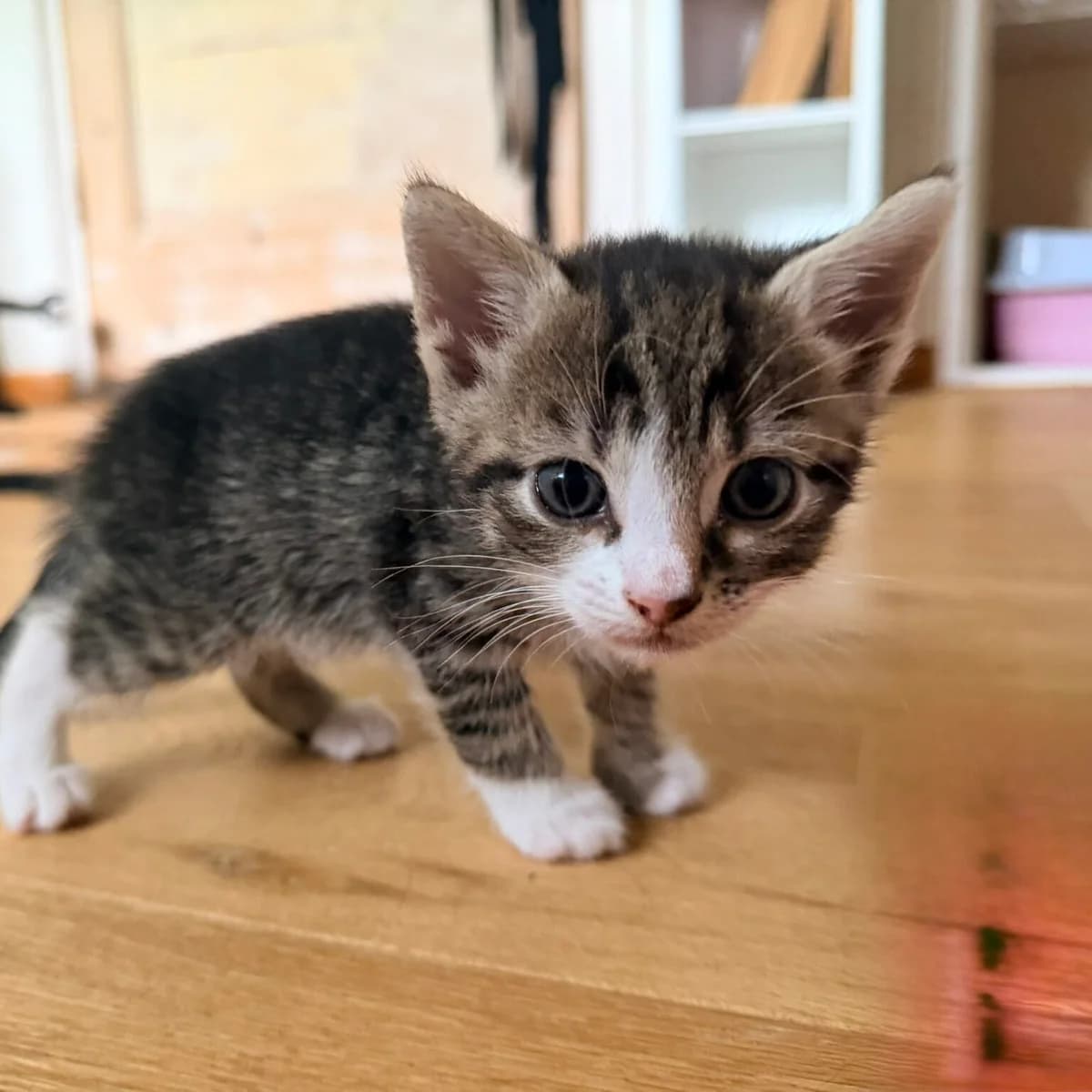Adoptiepagina, European Shorthair (ROZE Eindhoven)