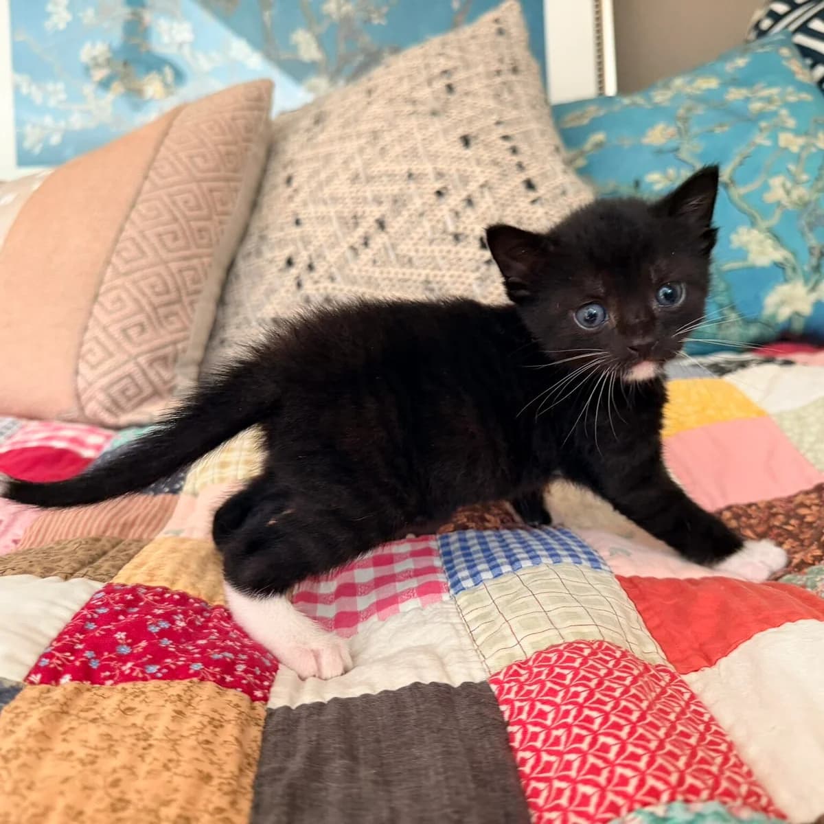 Adoptiepagina, European Shorthair (ROZE Eindhoven)