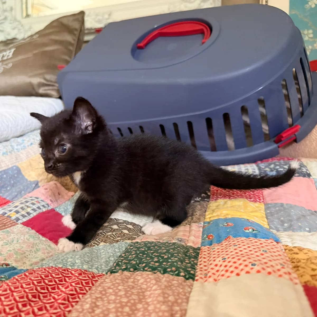 Adoptiepagina, European Shorthair (ROZE Eindhoven)