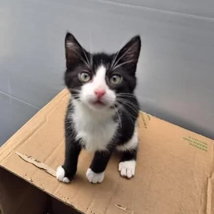 Adoptiepagina, European Shorthair (ROZE Eindhoven)