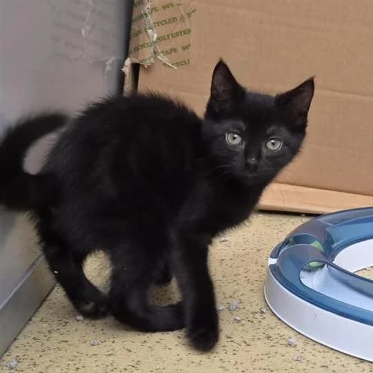 Adoptiepagina, European Shorthair (ROZE Eindhoven)