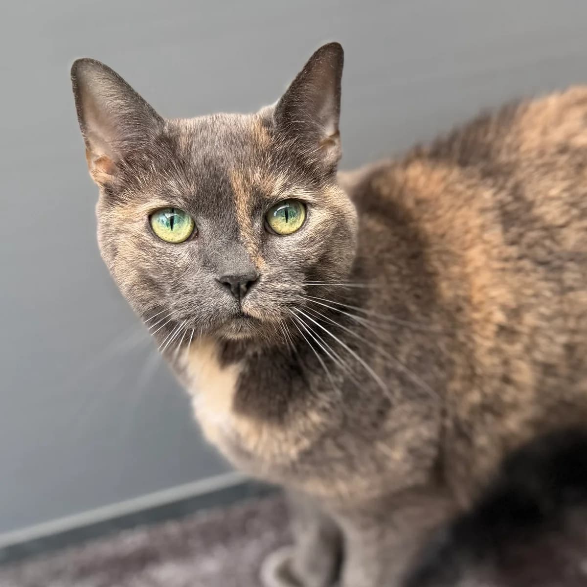 Adoptiepagina,  (ROZE Eindhoven)