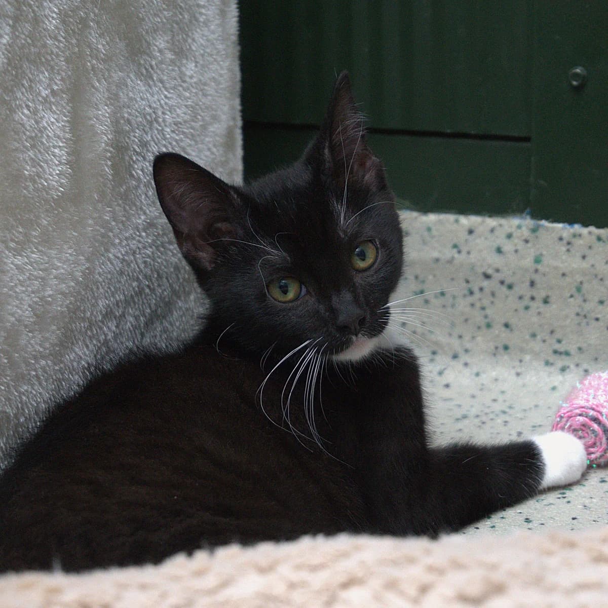 Adoptiepagina, female puppy European Shorthair for adoption at ROZE Eindhoven