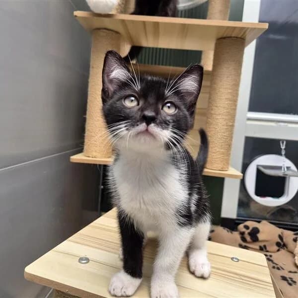 Adoptiepagina, European Shorthair (ROZE Eindhoven)