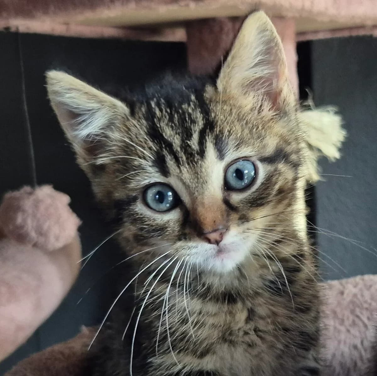 Adoptiepagina, European Shorthair (ROZE Eindhoven)