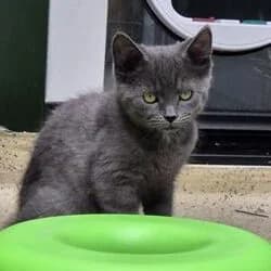 Adoptiepagina, European Shorthair (ROZE Eindhoven)