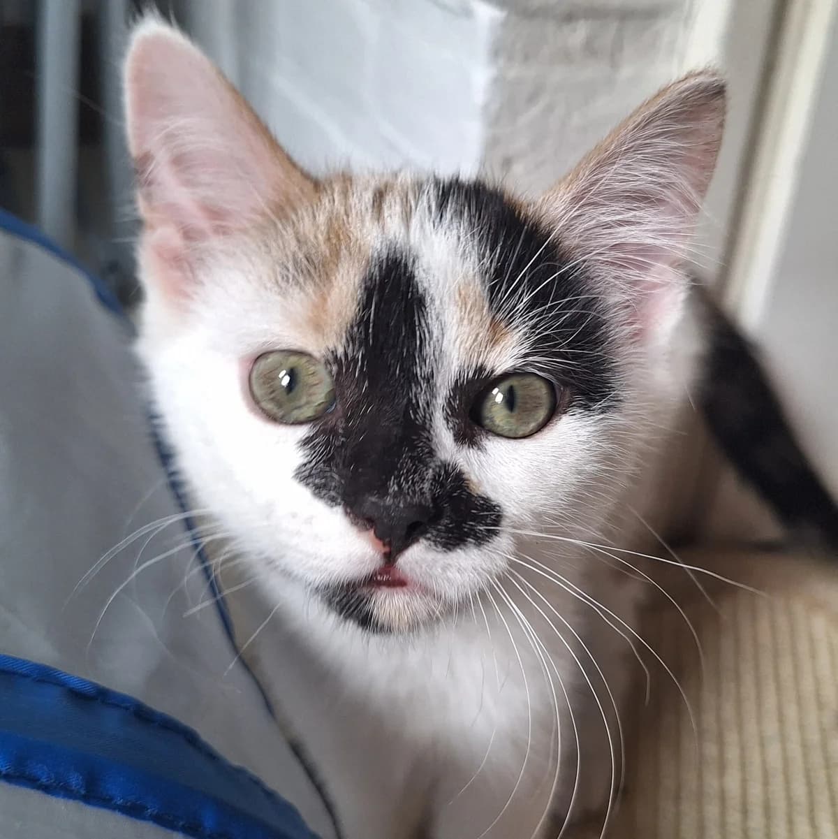 Adoptiepagina, European Shorthair (ROZE Eindhoven)