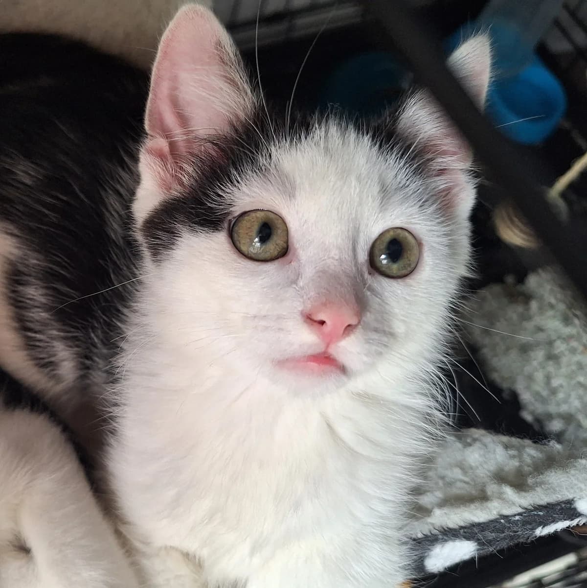 Adoptiepagina, European Shorthair (ROZE Eindhoven)