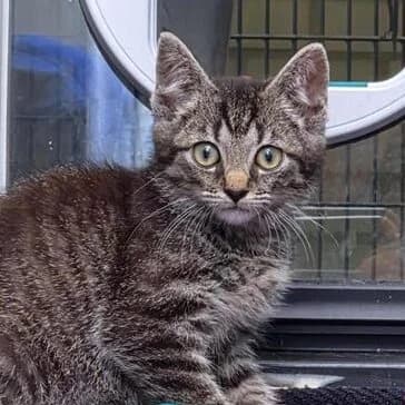 Adoptiepagina, male puppy European Shorthair for adoption at ROZE Eindhoven