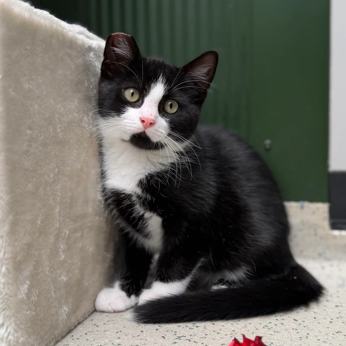Adoptiepagina, zwart male puppy European Shorthair for adoption at ROZE Eindhoven